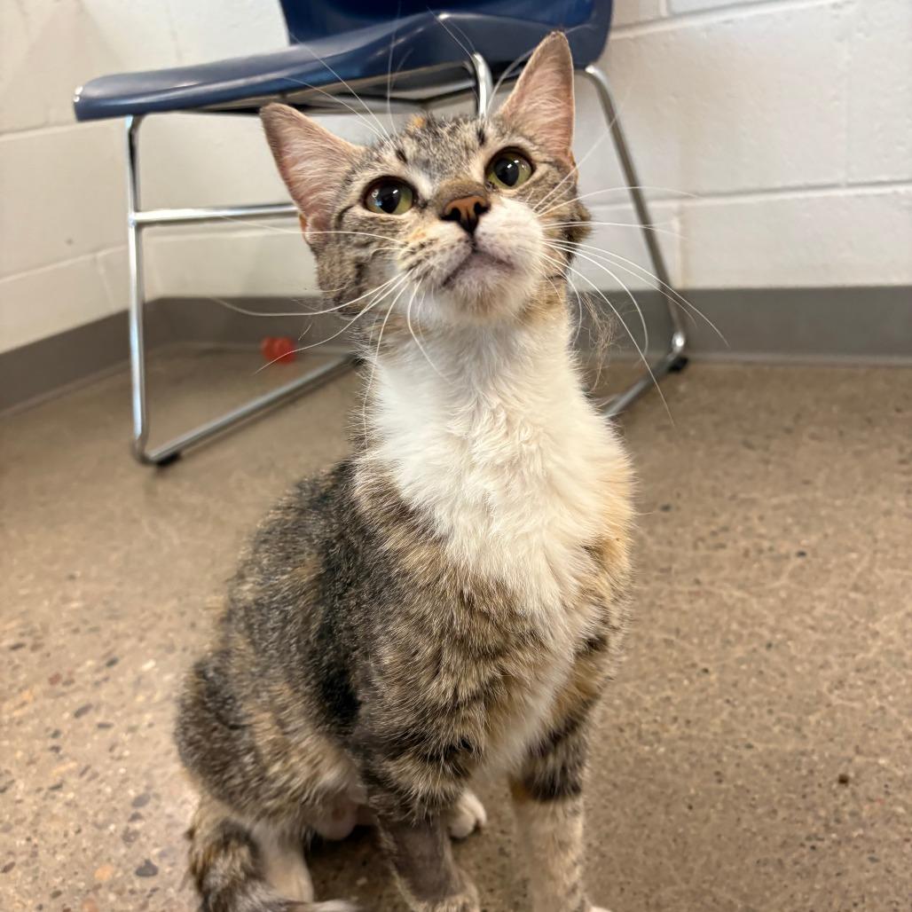Belize, Adoptable, Adult Female Domestic Short Hair.