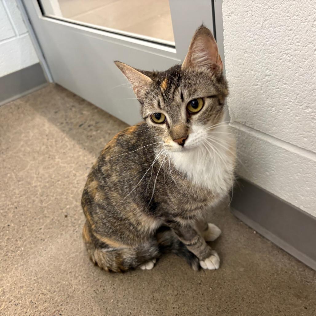 Belize, a Adoptable Domestic Short Hair in Phoenix, AZ image 2/5