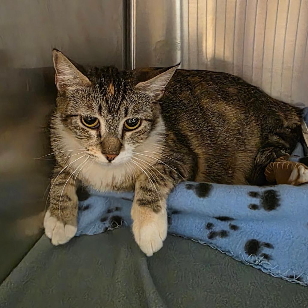 Belize, a Adoptable Domestic Short Hair in Phoenix, AZ image 3/5