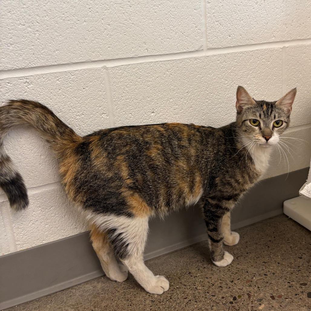 Belize, a Adoptable Domestic Short Hair in Phoenix, AZ image 4/5