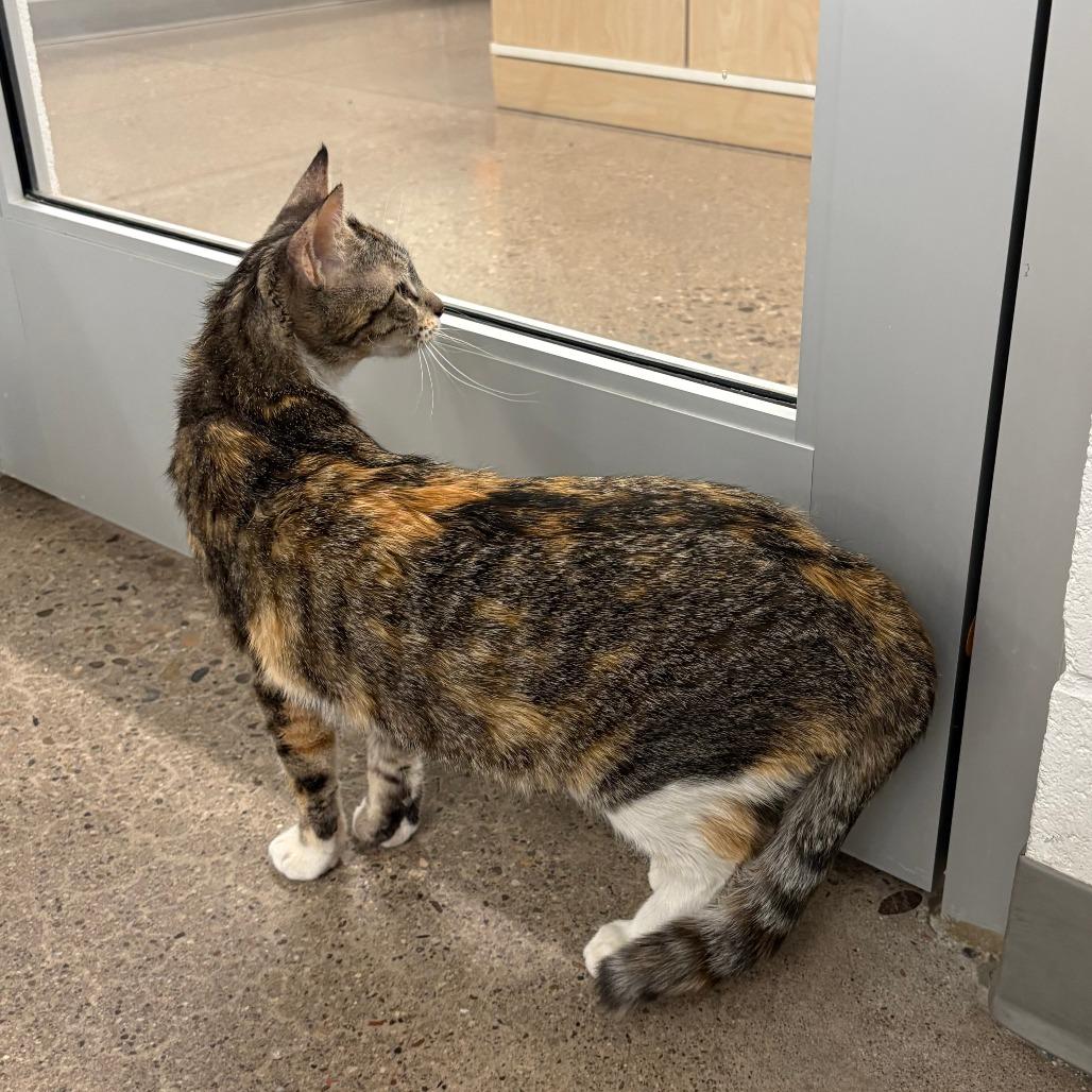 Belize, a Adoptable Domestic Short Hair in Phoenix, AZ image 5/5