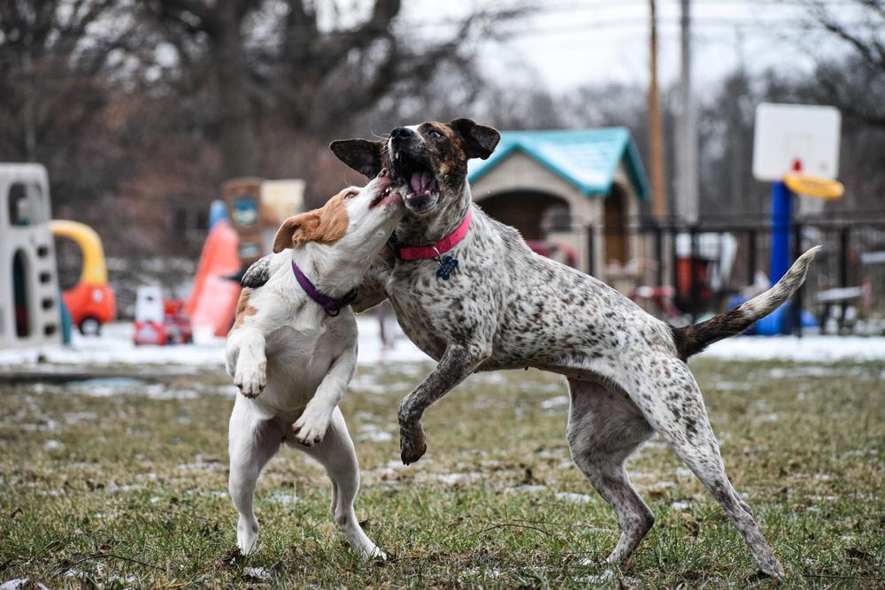 Dancer, Adoptable, Young Female Australian Cattle Dog / Blue Heeler.