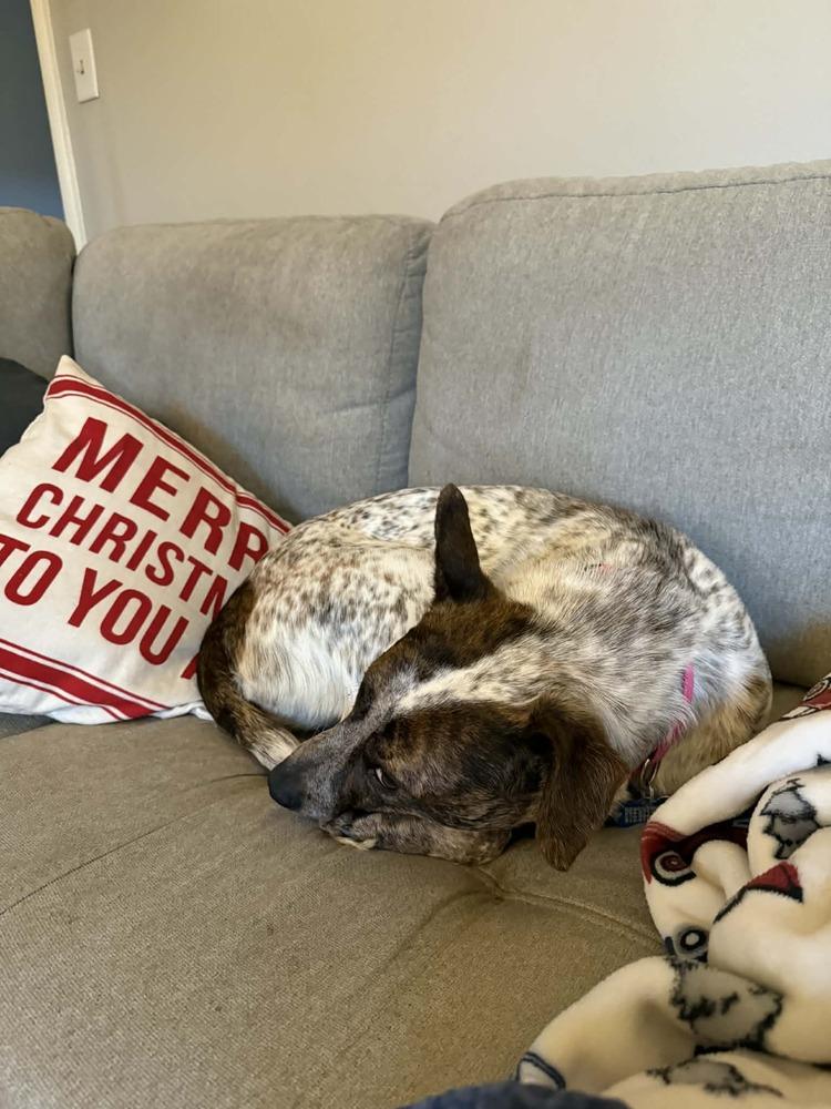 Dancer, Adoptable, Young Female Australian Cattle Dog / Blue Heeler.