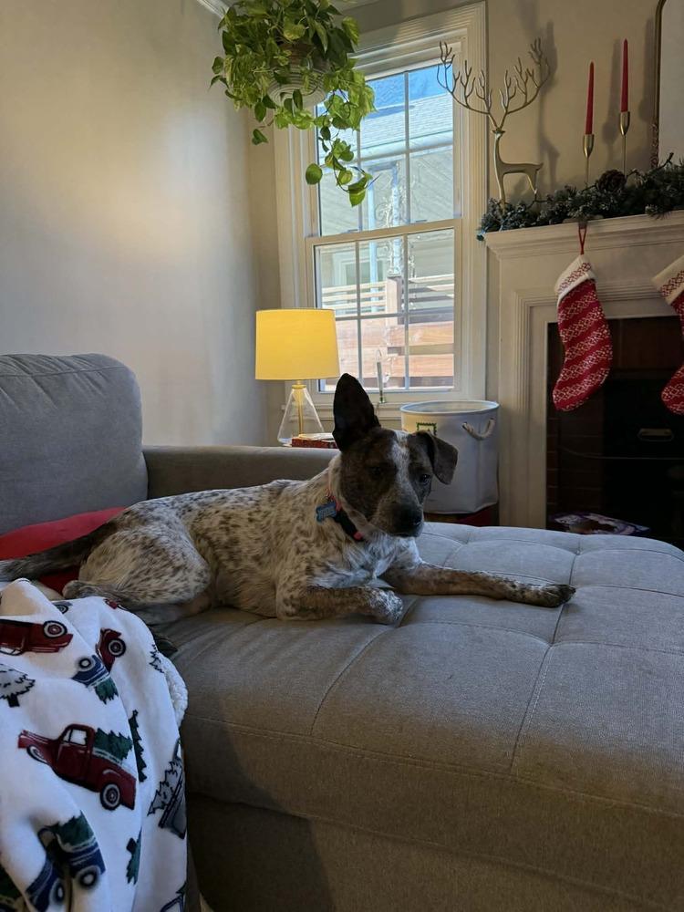 Enlarge Dancer, a Adoptable mixed breed in New Albany, OH image 2/4