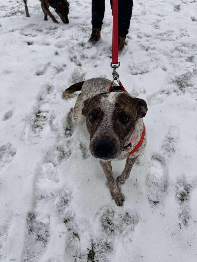 Enlarge Dancer, a Adoptable mixed breed in New Albany, OH image 3/4