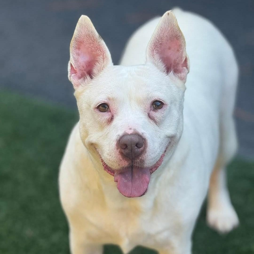 Evie Keller, a Adoptable Pit Bull Terrier in Roswell, GA image 2/5