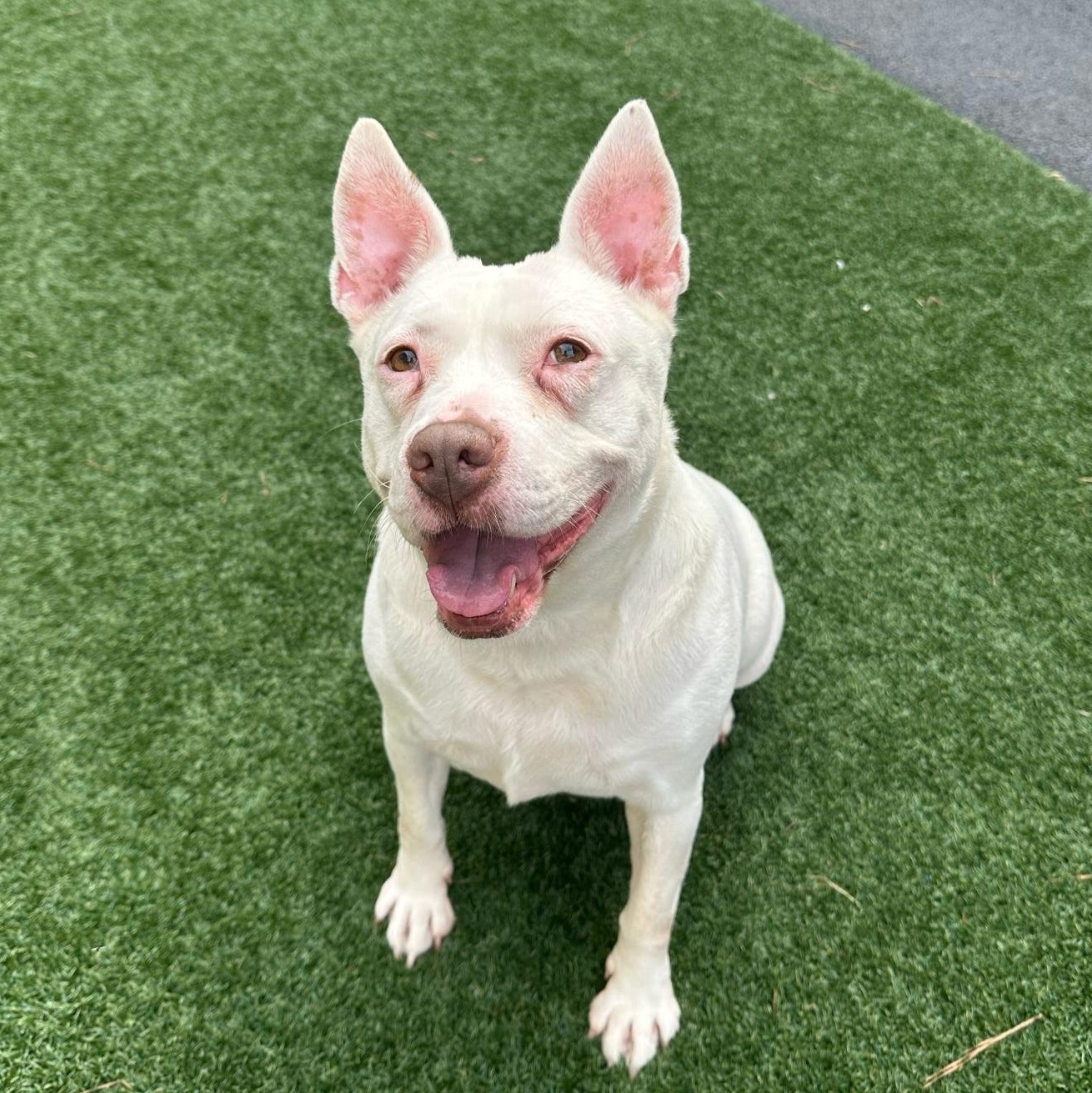 Evie Keller, a Adoptable Pit Bull Terrier in Roswell, GA image 3/5