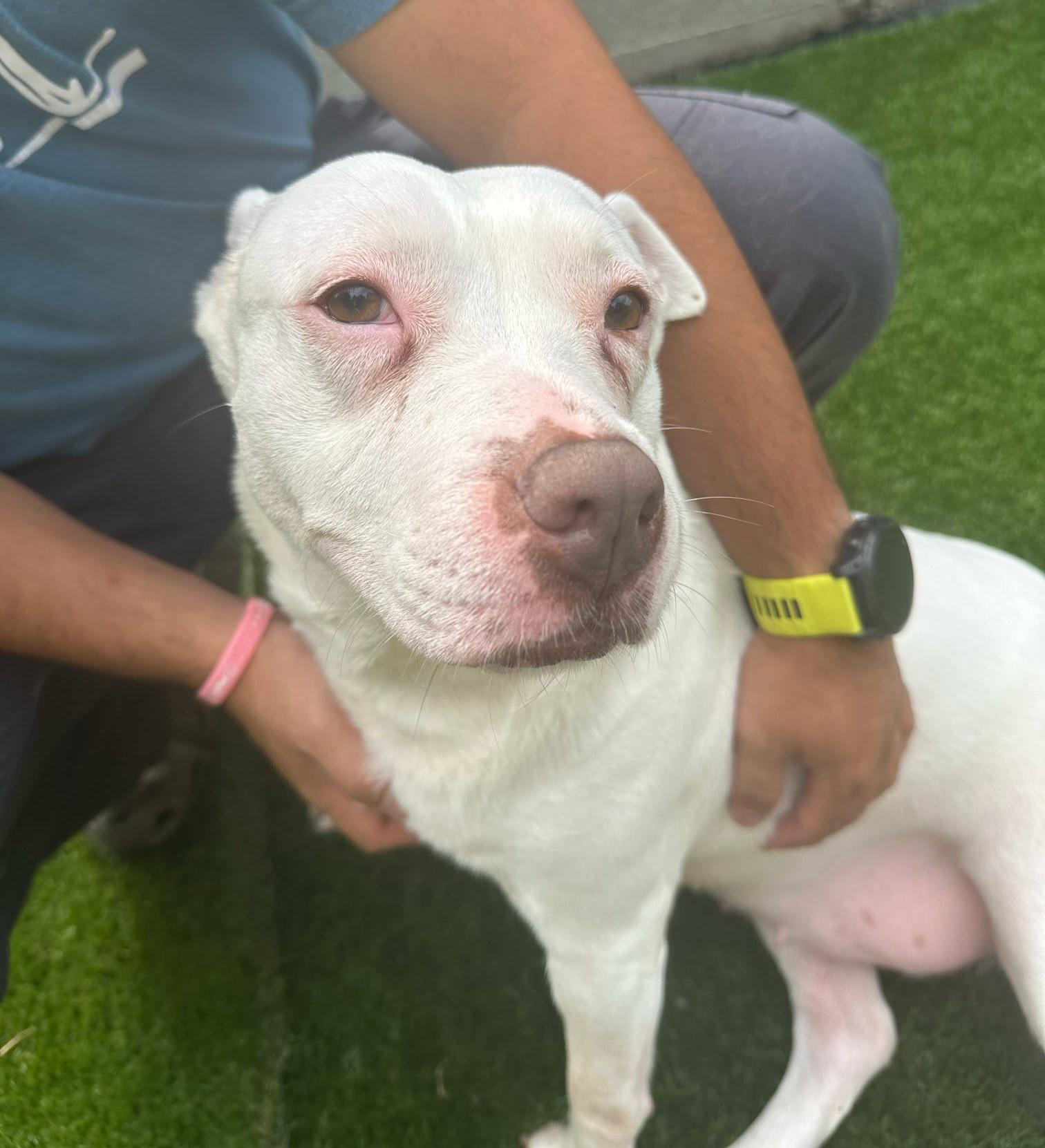 Evie Keller, a Adoptable Pit Bull Terrier in Roswell, GA image 4/5