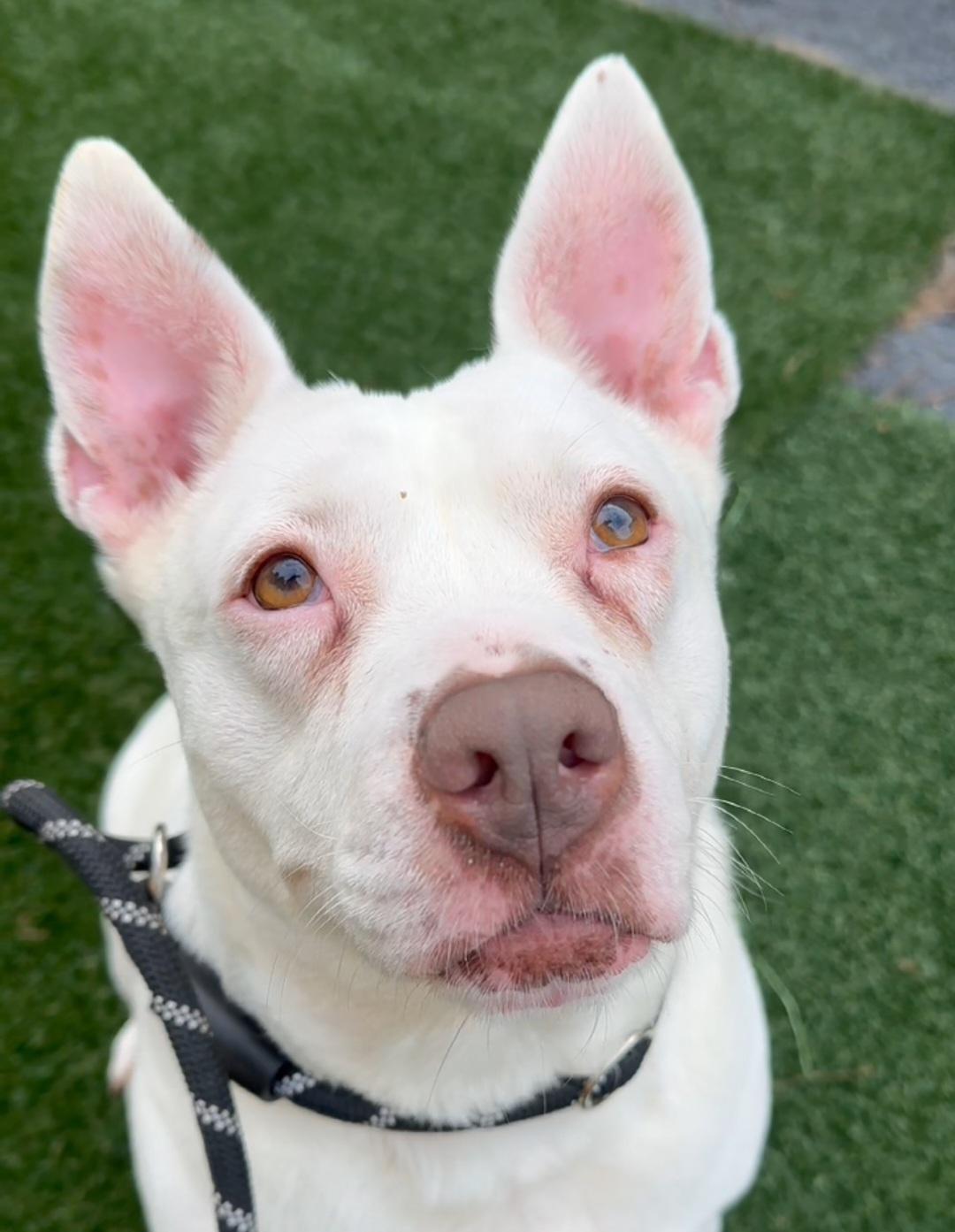 Evie Keller, Adoptable, Senior Female Pit Bull Terrier.