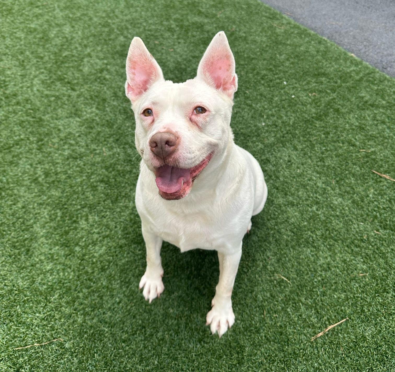 Enlarge Evie Keller, a Adoptable Pit Bull Terrier in Roswell, GA image 2/3