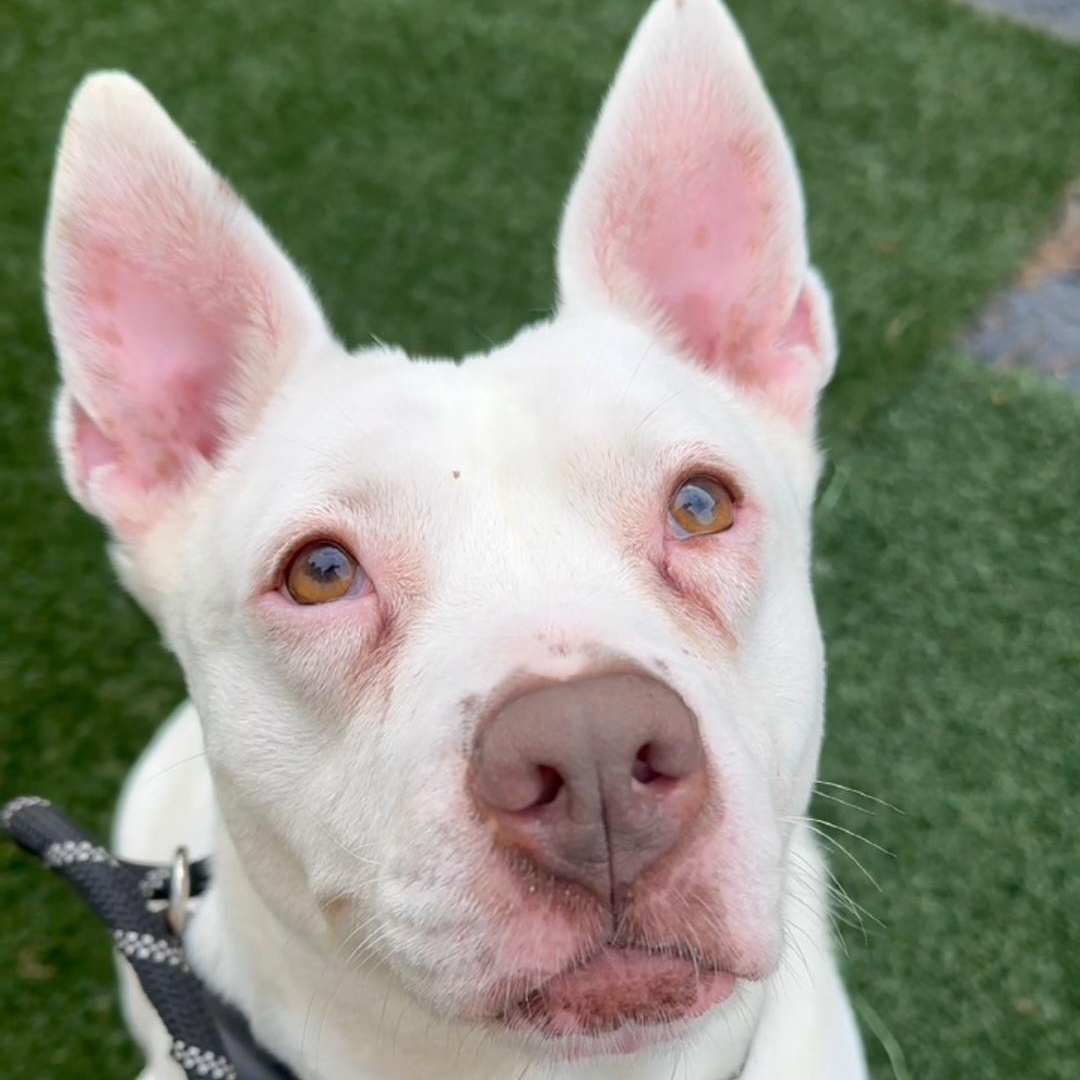 Evie Keller, Adoptable, Senior Female Pit Bull Terrier.