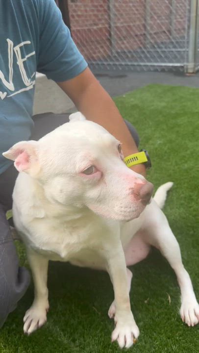 Enlarge Evie Keller, a Adoptable Pit Bull Terrier in Roswell, GA video 5/5