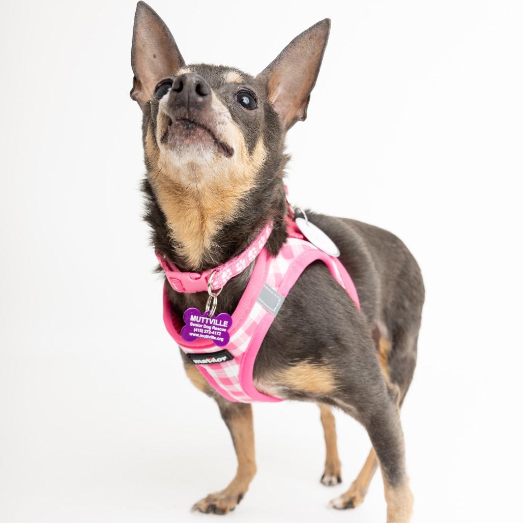 Mei 13830 — thumbnail 2