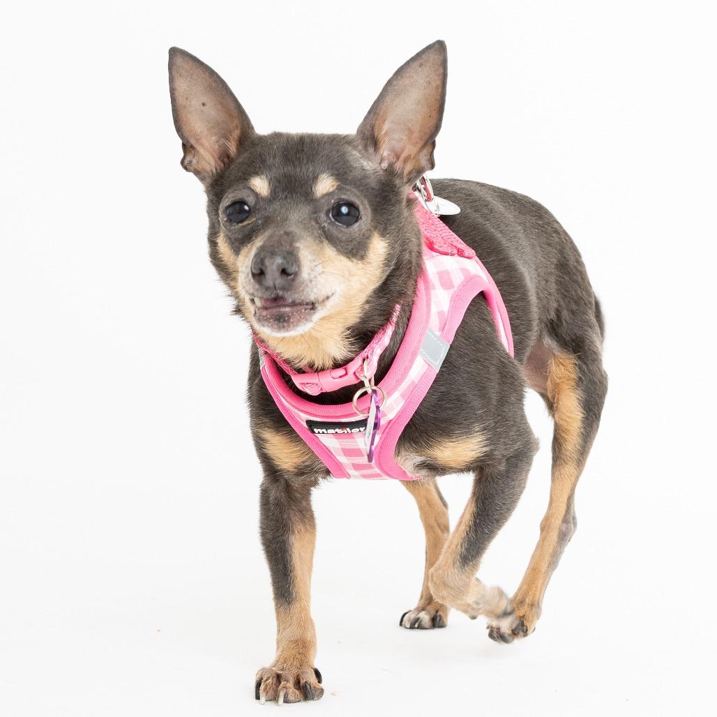 Mei 13830 — thumbnail 6