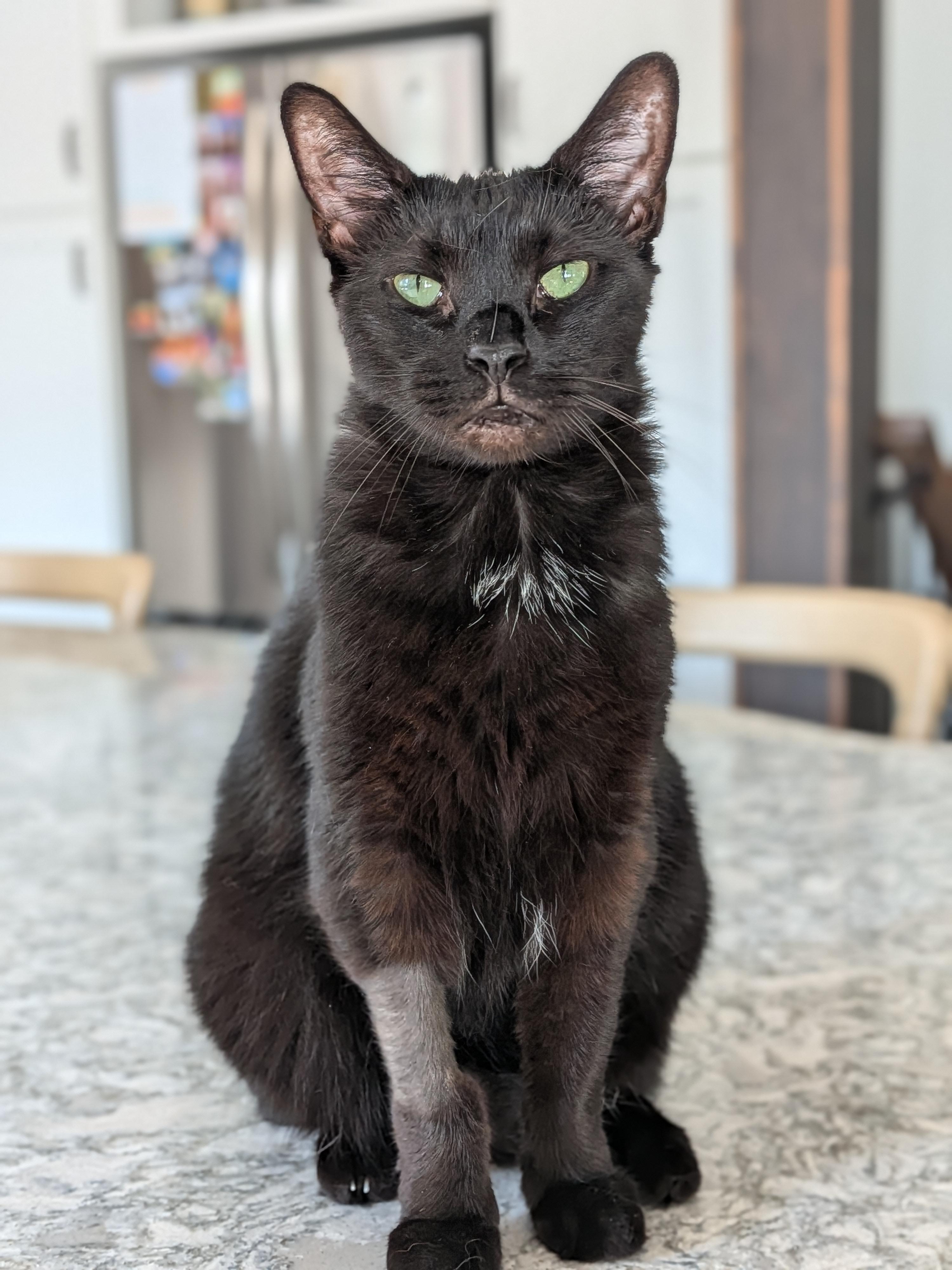 Enlarge Raven aka Ray Ray, a Adoptable Domestic Short Hair in Newburgh, NY image 2/6
