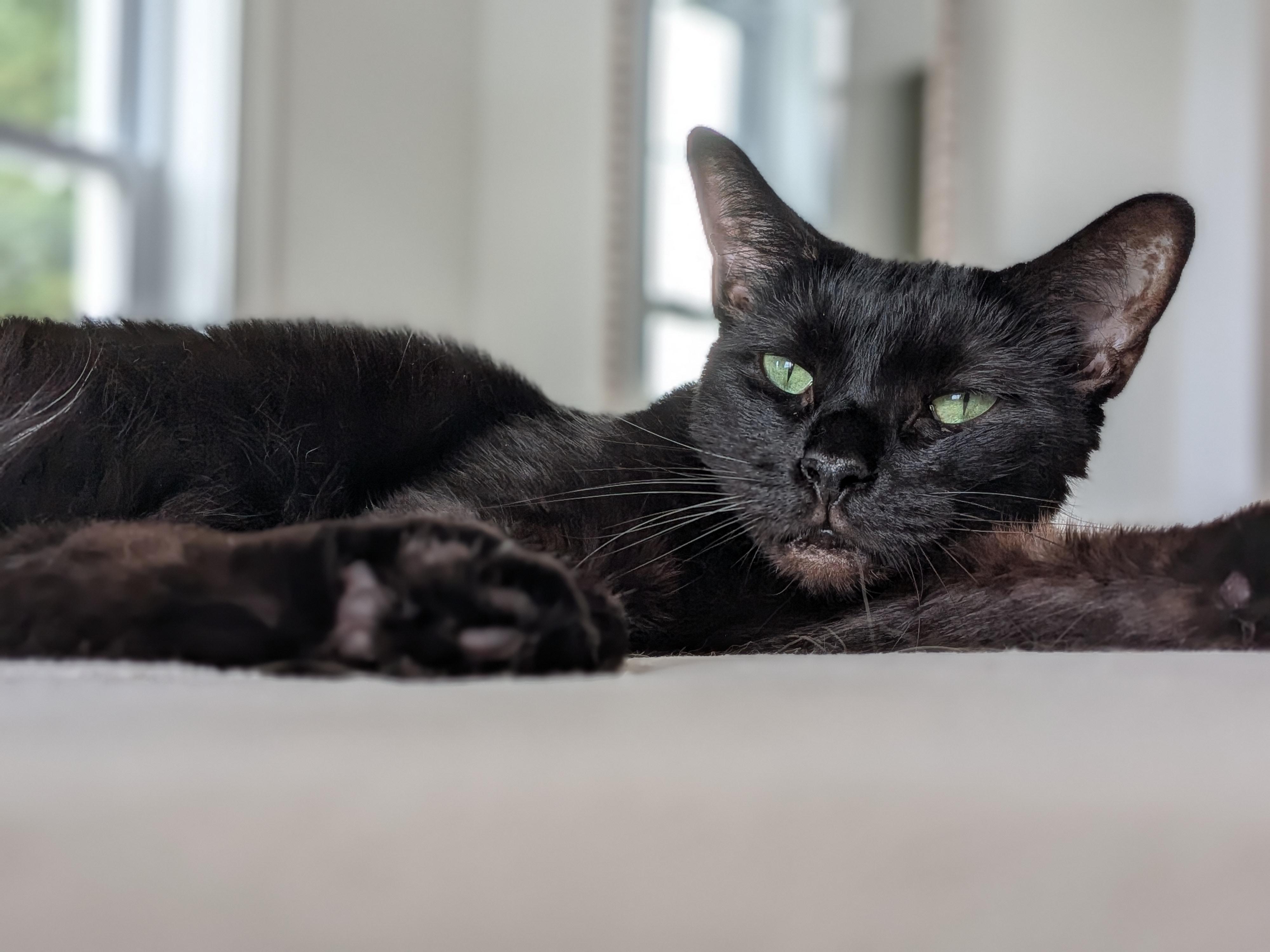 Enlarge Raven aka Ray Ray, a Adoptable Domestic Short Hair in Newburgh, NY image 3/6