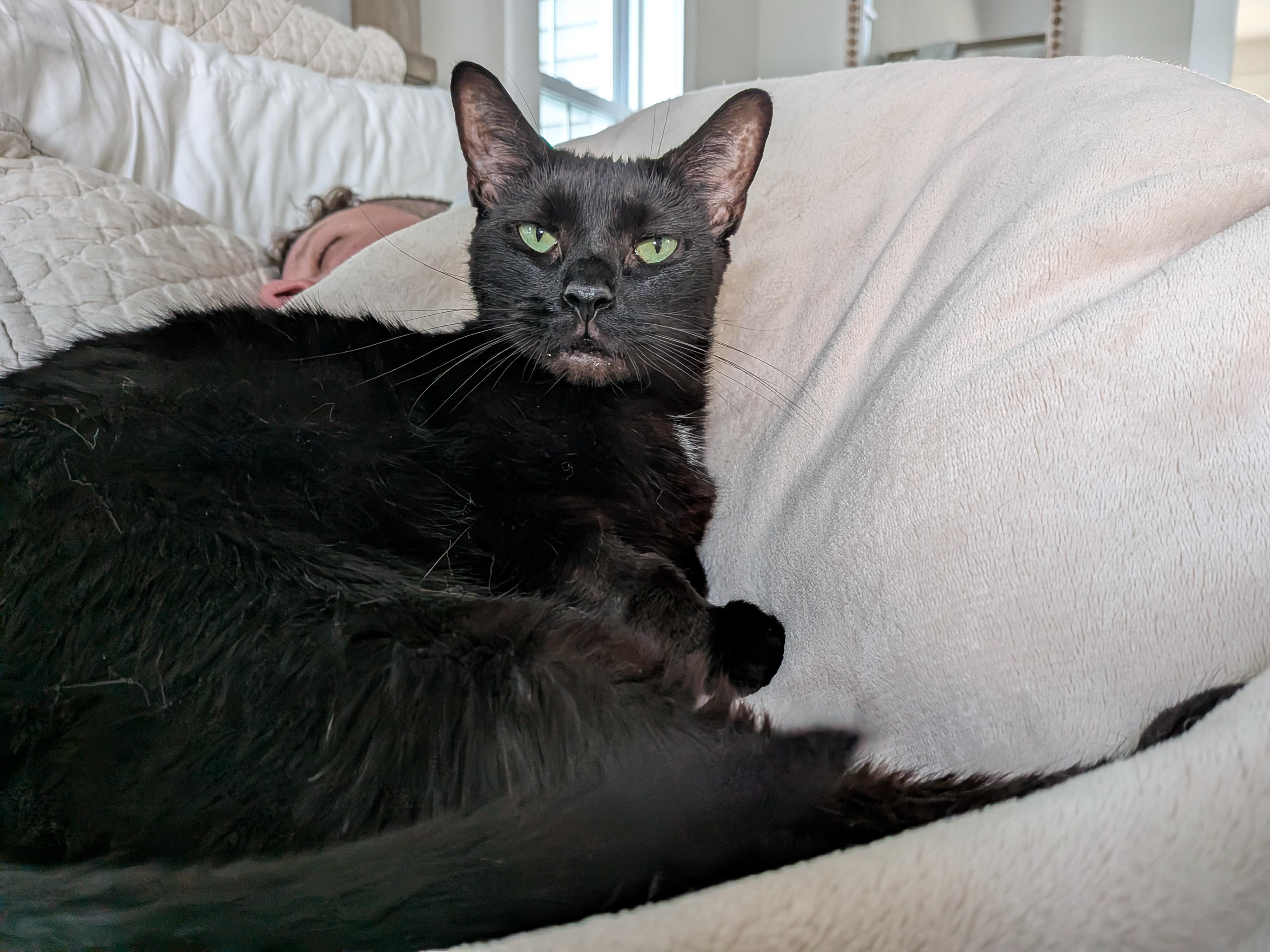 Enlarge Raven aka Ray Ray, a Adoptable Domestic Short Hair in Newburgh, NY image 4/6