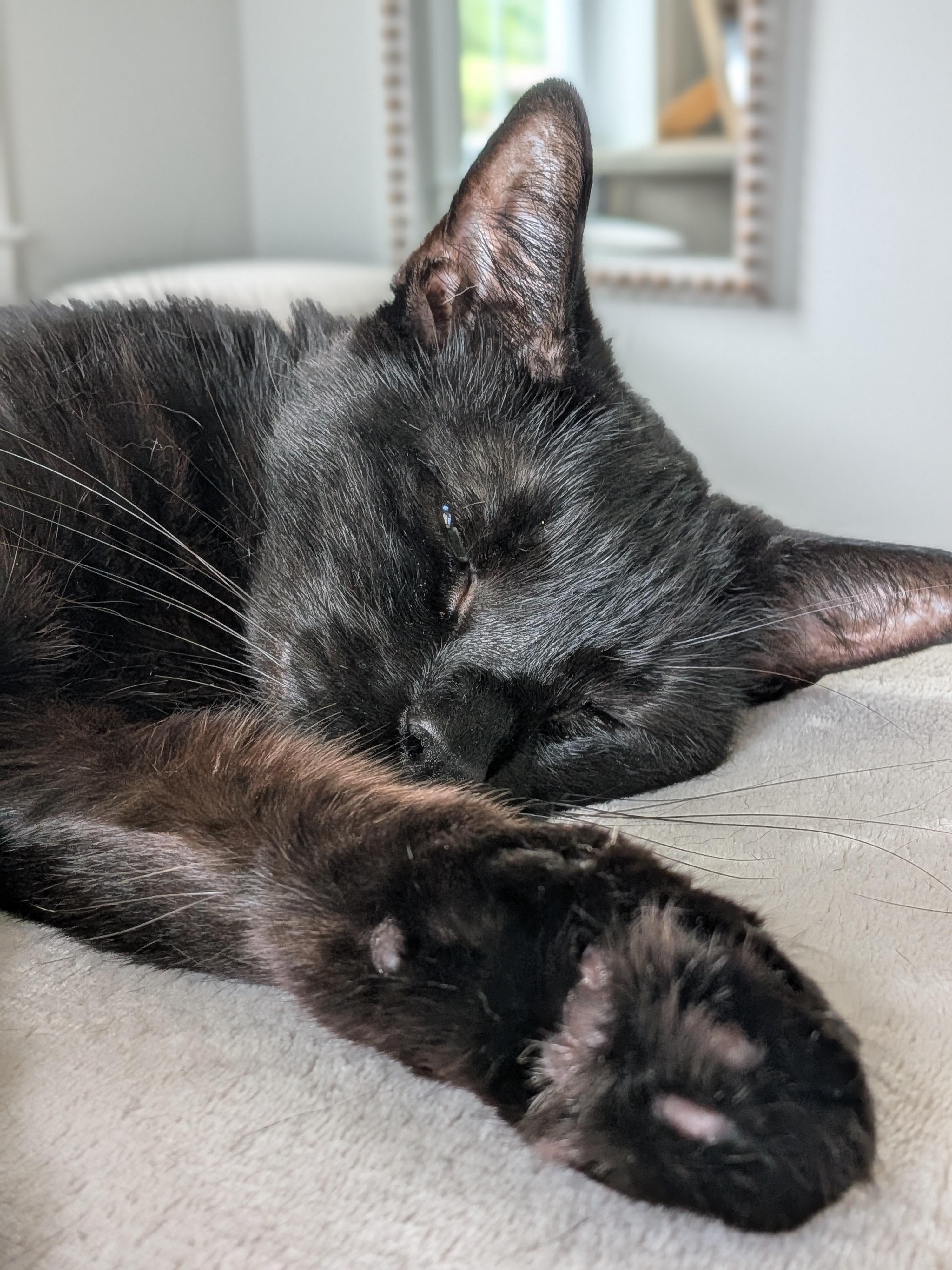 Enlarge Raven aka Ray Ray, a Adoptable Domestic Short Hair in Newburgh, NY image 5/6