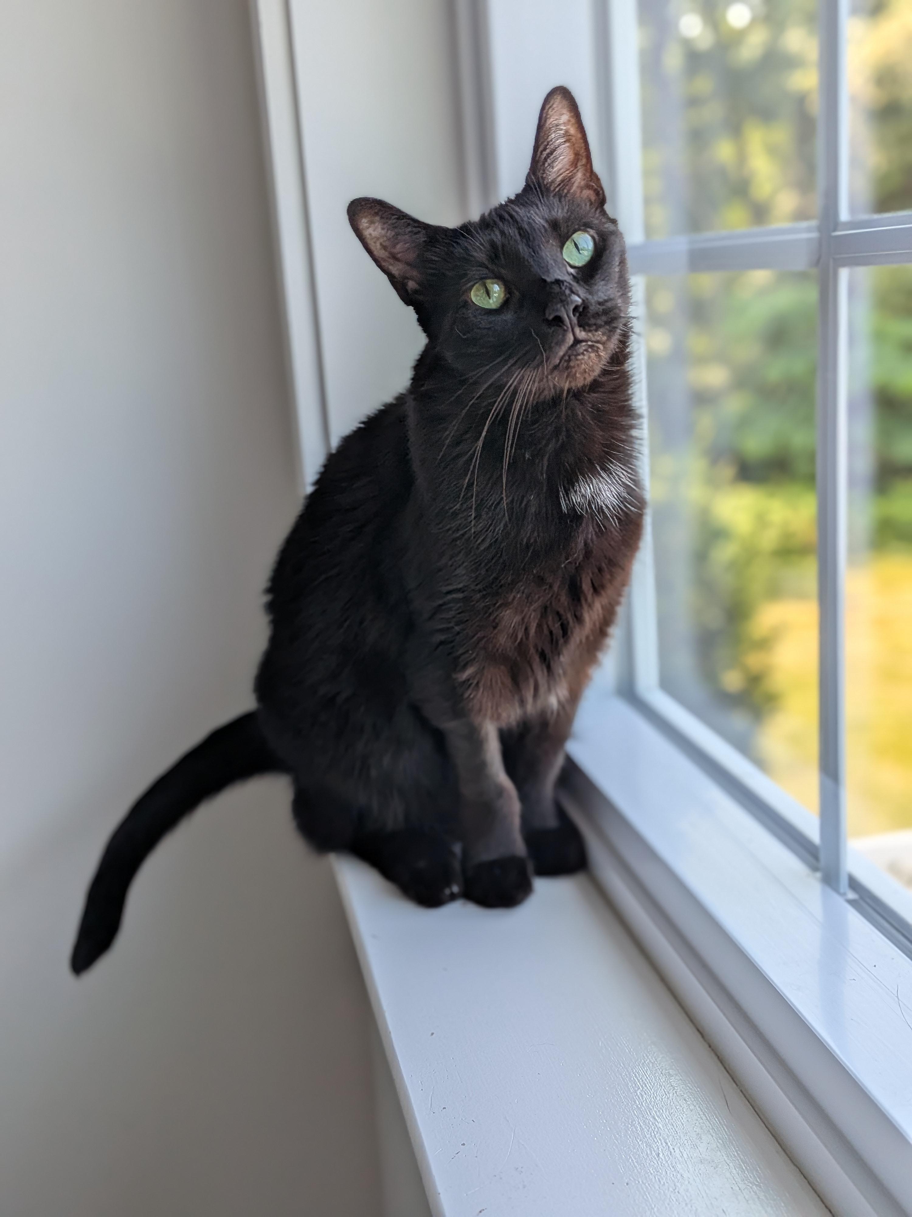 Enlarge Raven aka Ray Ray, a Adoptable Domestic Short Hair in Newburgh, NY image 6/6