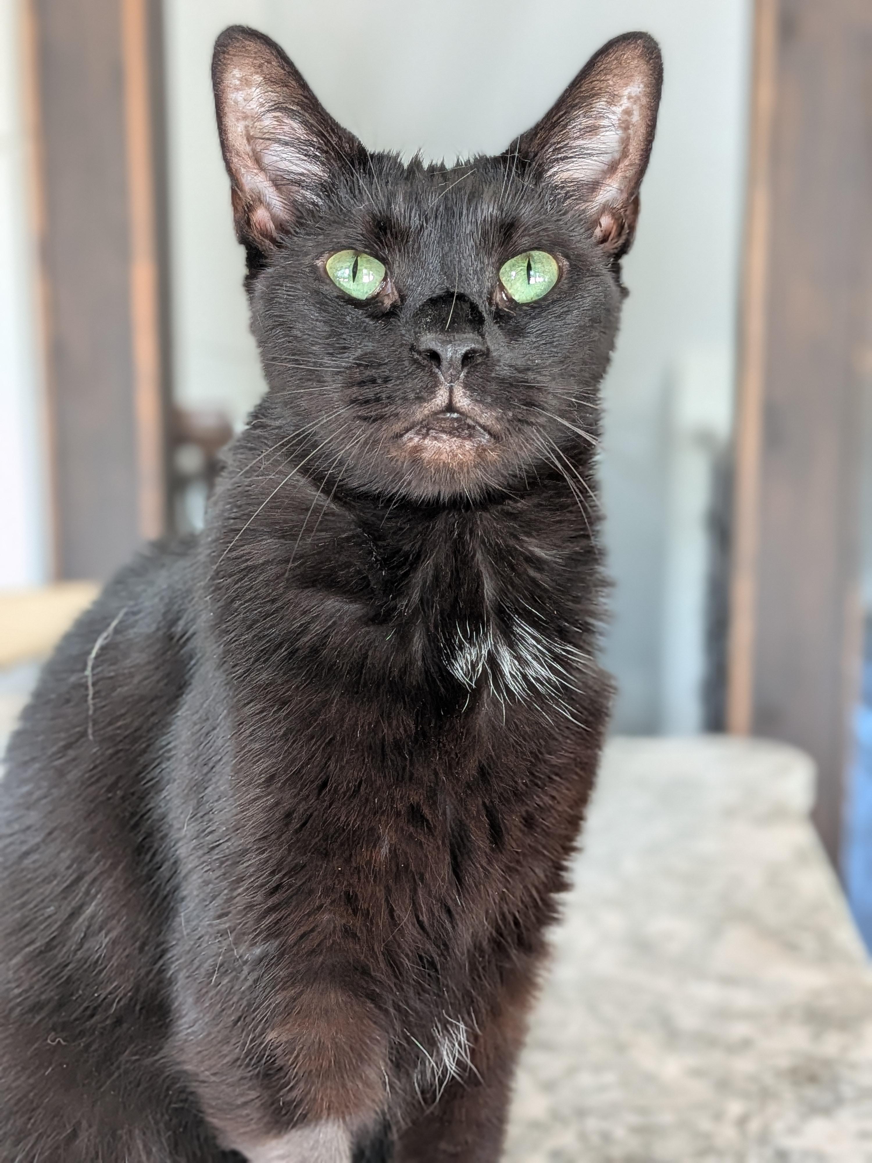 Enlarge Raven aka Ray Ray, a Adoptable Domestic Short Hair in Newburgh, NY image 1/6