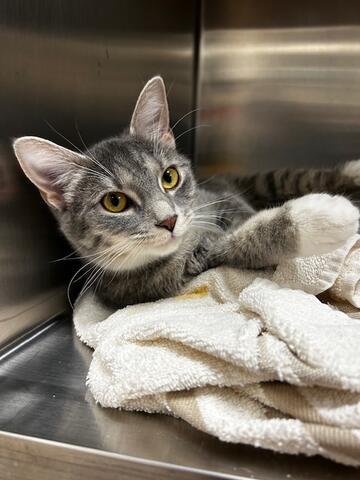 Haley, an adoptable mixed breed in Chambersburg, PA image 1/2