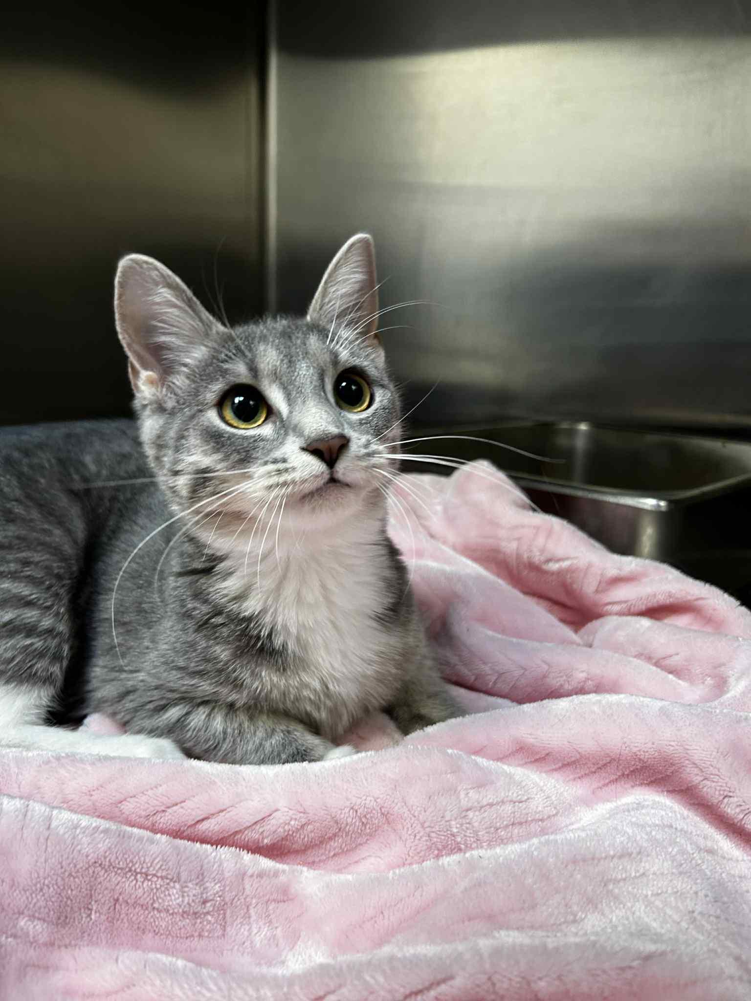 Haley, adoptable, Kitten Female Domestic Short Hair.