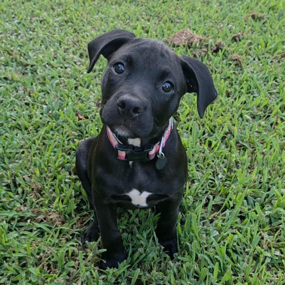 Poppy, Adoptable, Puppy Female Black Labrador Retriever.