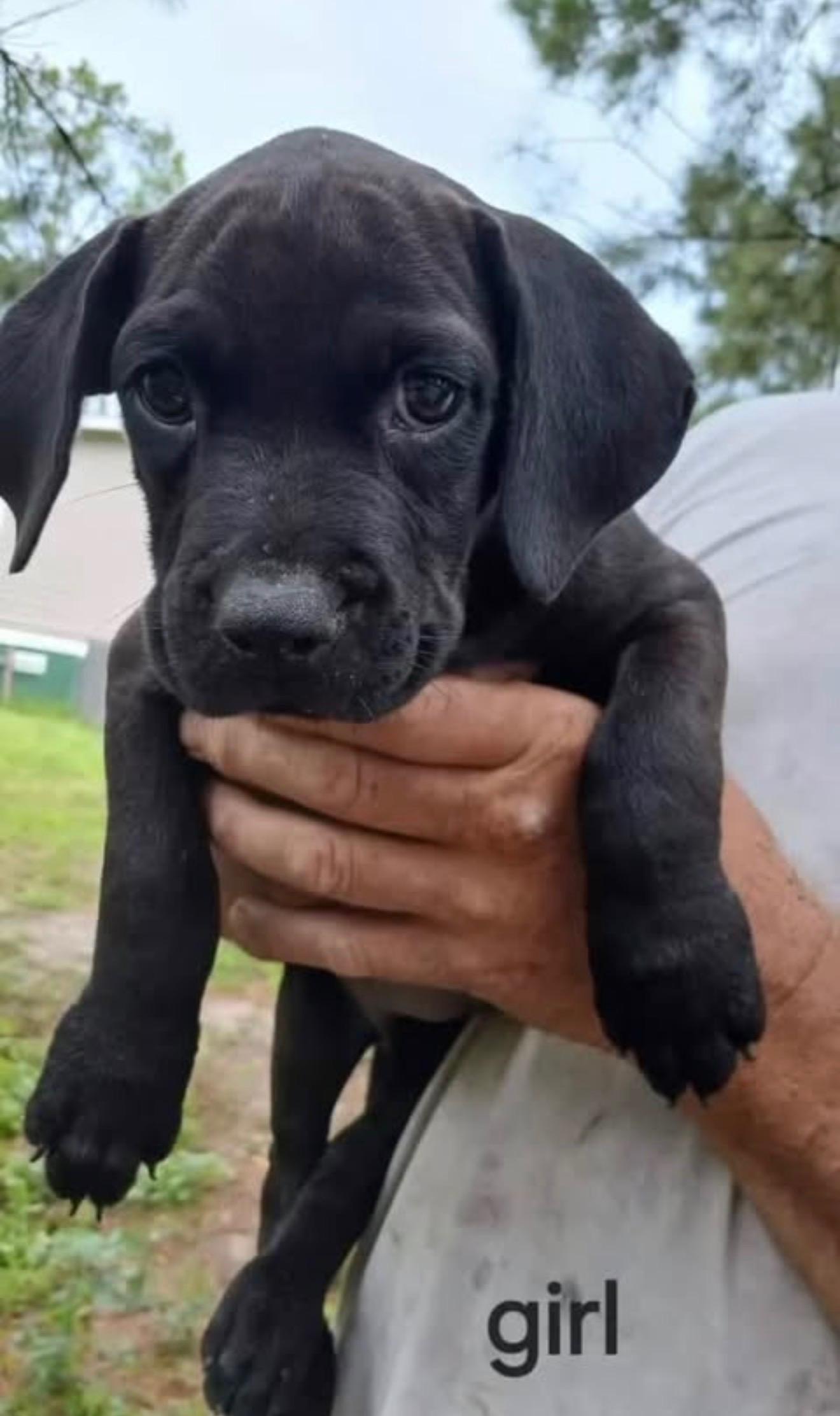 Poppy, a Adoptable mixed breed in Marietta, GA image 2/6