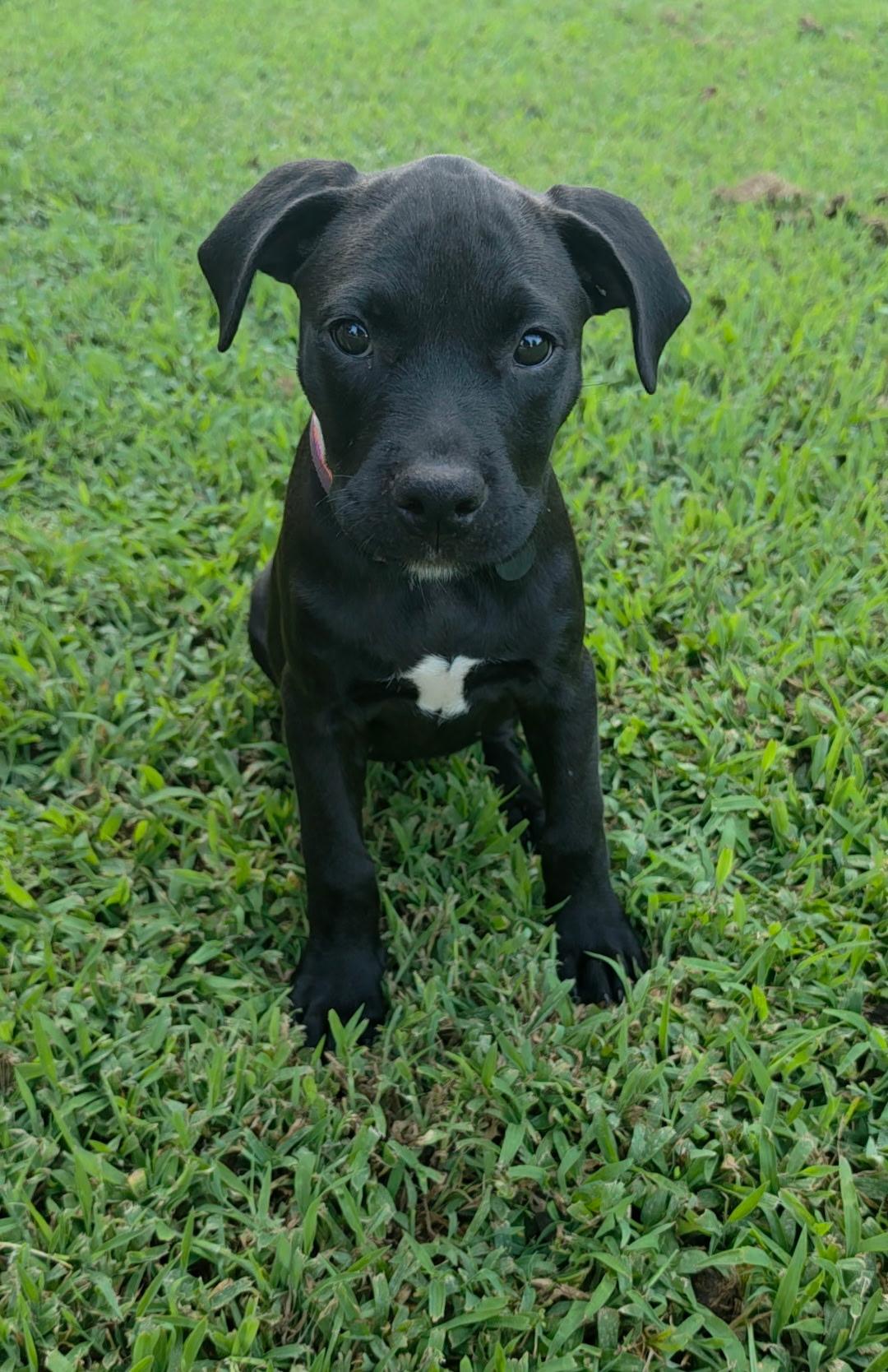 Poppy, a Adoptable mixed breed in Marietta, GA image 6/6
