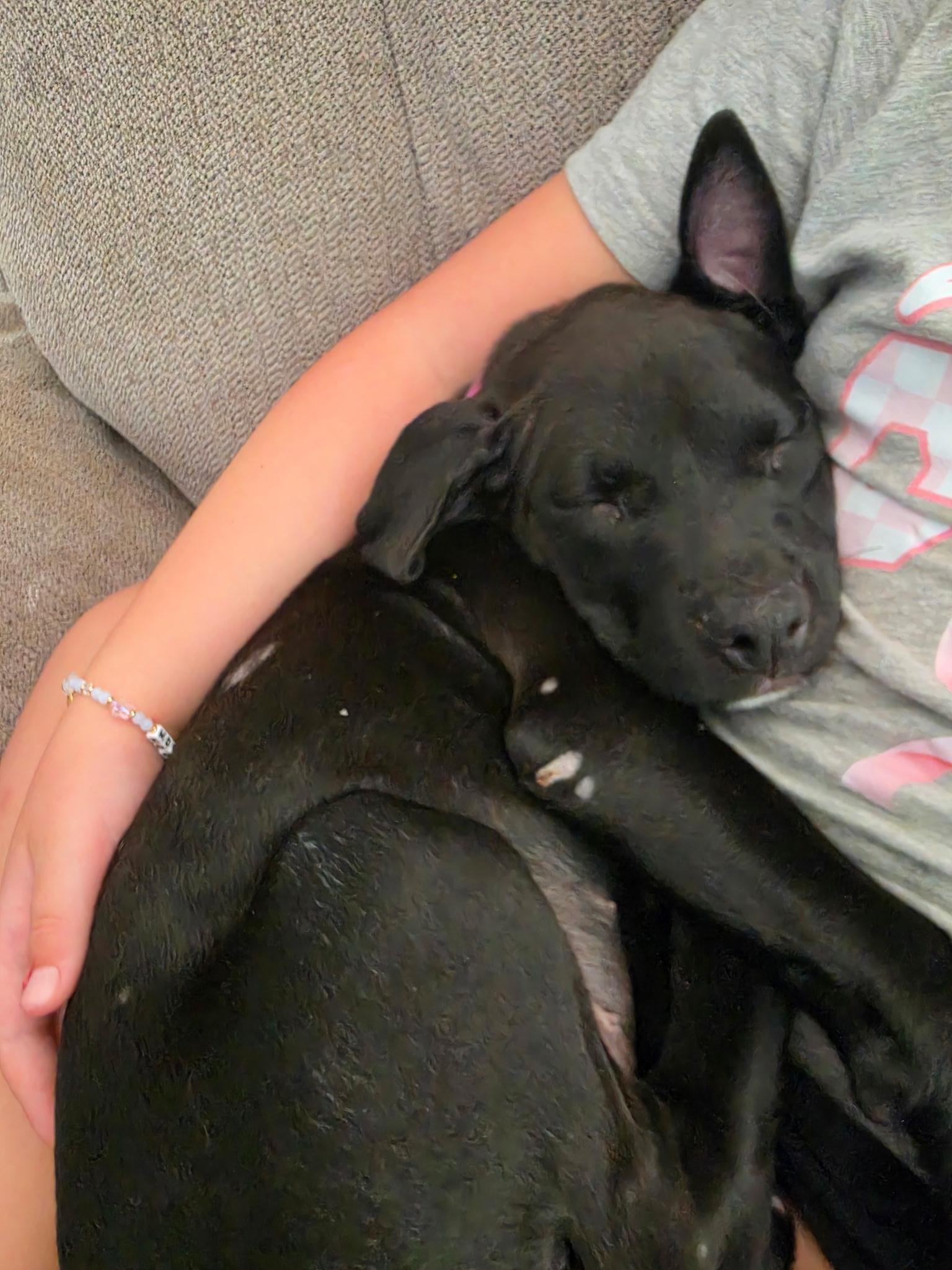 Poppy, a Adoptable mixed breed in Marietta, GA image 3/6