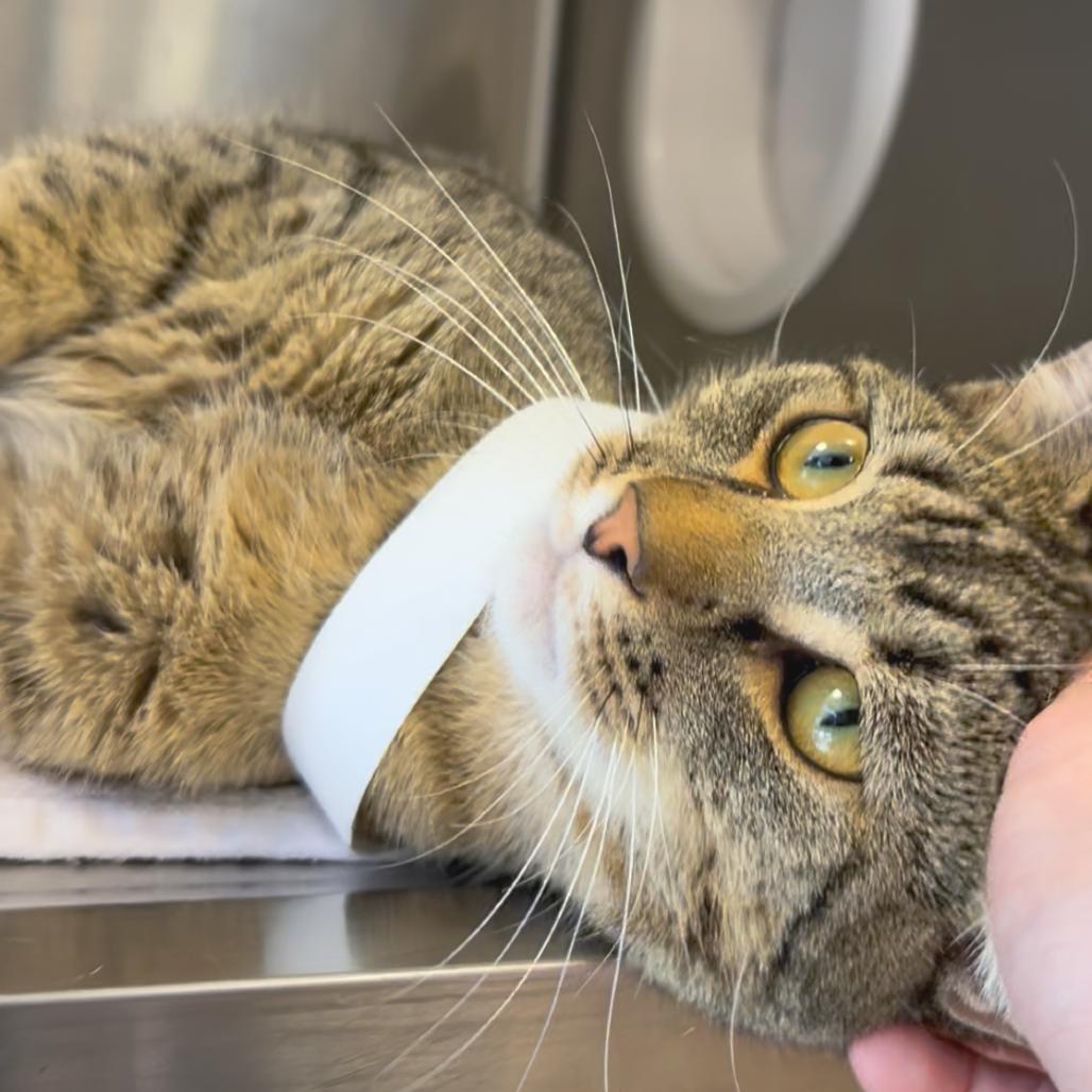 Kobe — thumbnail 2