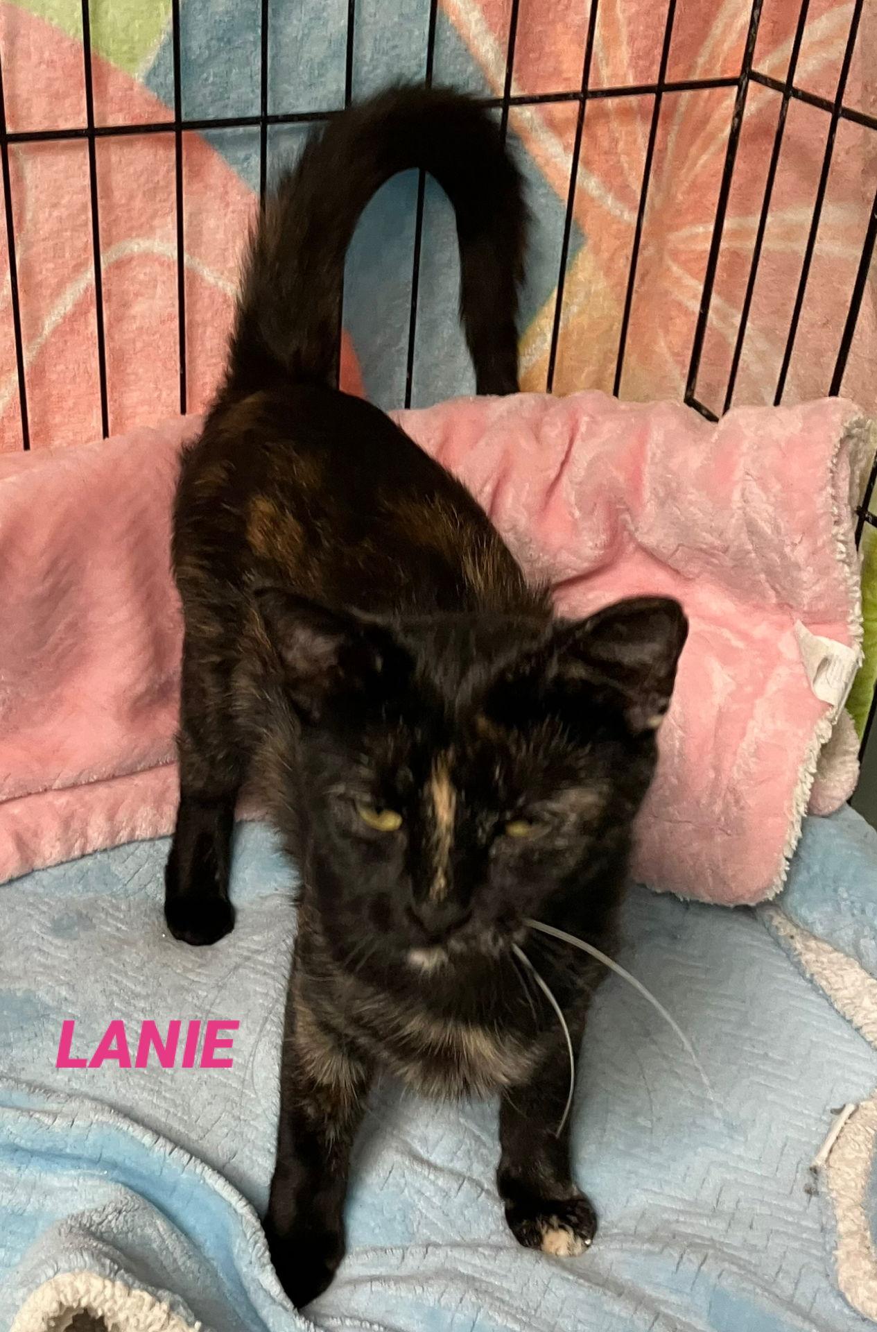 Enlarge Lanie - Foster Care, a Adoptable Tortoiseshell in Mitchell, SD image 1/1