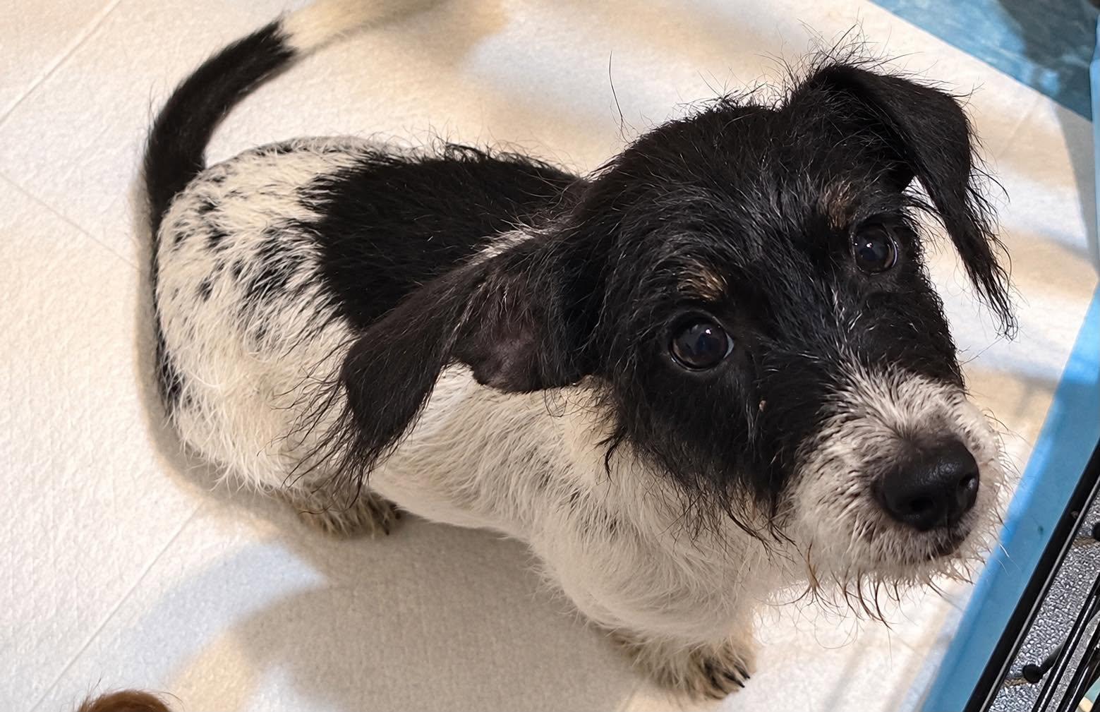 Enlarge Twizzler, a Adopted Dachshund in New Baltimore, MI image 1/1