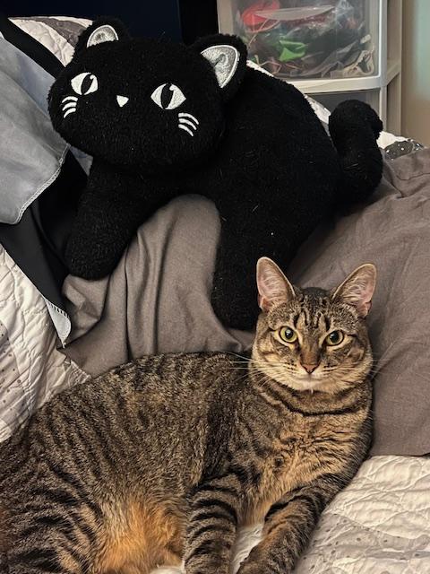 Berrie, a Adoptable mixed breed in Joelton, TN image 3/5