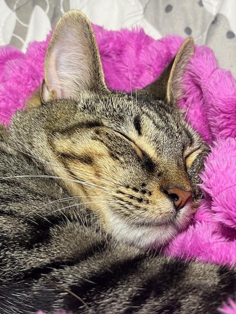 Berrie, a Adoptable mixed breed in Joelton, TN image 1/5