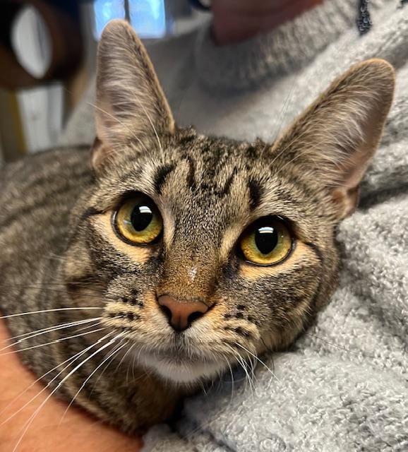 Berrie, Adoptable, Adult Female American Shorthair.