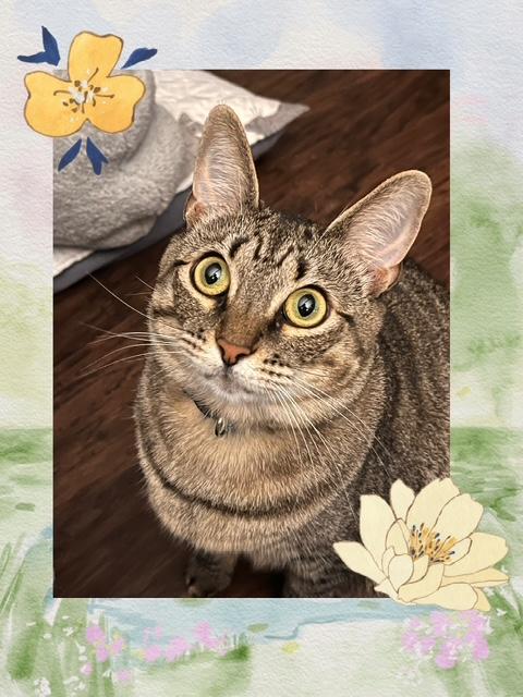 Berrie, a Adoptable mixed breed in Joelton, TN image 1/5