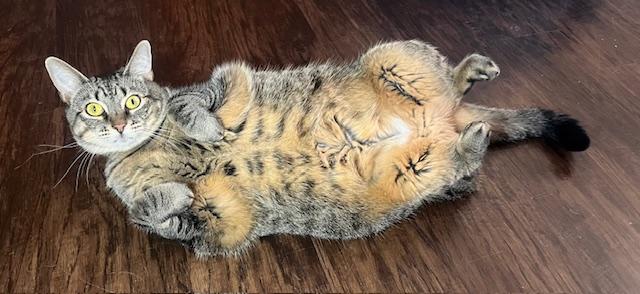 Enlarge Berrie, a Adoptable mixed breed in Joelton, TN image 4/4