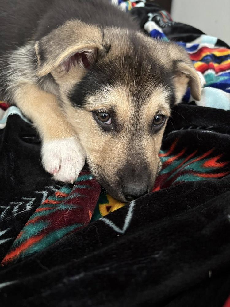 Stefan (Duke), Adoptable, Puppy Male Labrador Retriever & Husky.