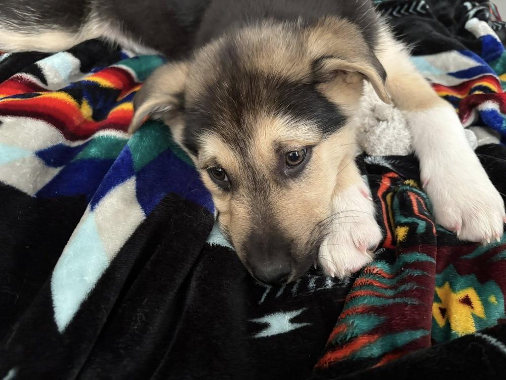 Enlarge Stefan (Duke), a Adoptable mixed breed in Colorado Springs, CO image 2/4