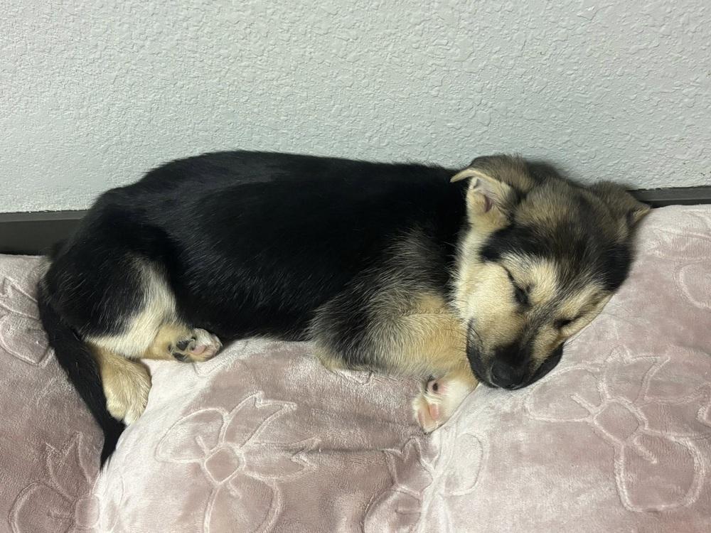 Enlarge Stefan (Duke), a Adoptable mixed breed in Colorado Springs, CO image 3/4