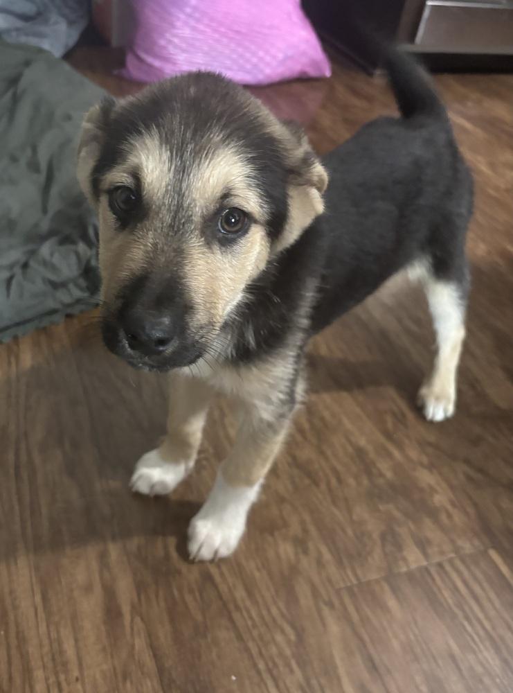 Enlarge Stefan (Duke), a Adoptable mixed breed in Colorado Springs, CO image 4/4