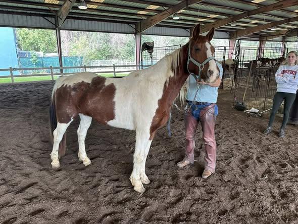 Enlarge Rook, an adopted Grade in Mount Hermon, LA image 1/1