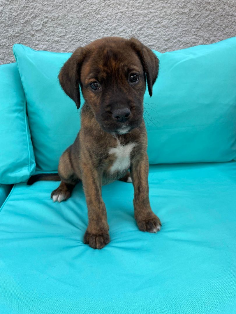 Peaches, Adopted, Puppy Female Boxer & Labrador Retriever.