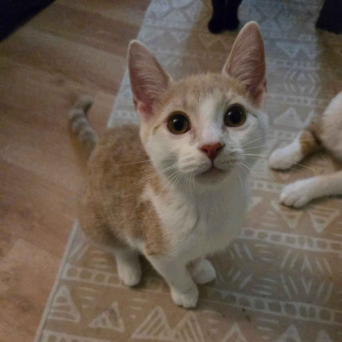 Taffy, a Adoptable Domestic Short Hair in Yorktown, IN image 2/5