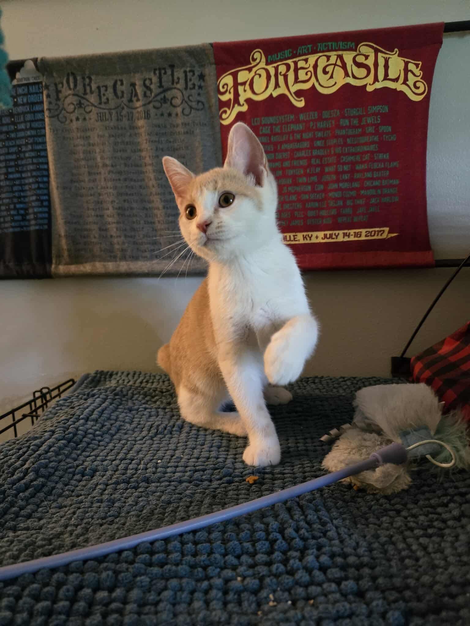 Taffy, a Adoptable Domestic Short Hair in Yorktown, IN image 3/5