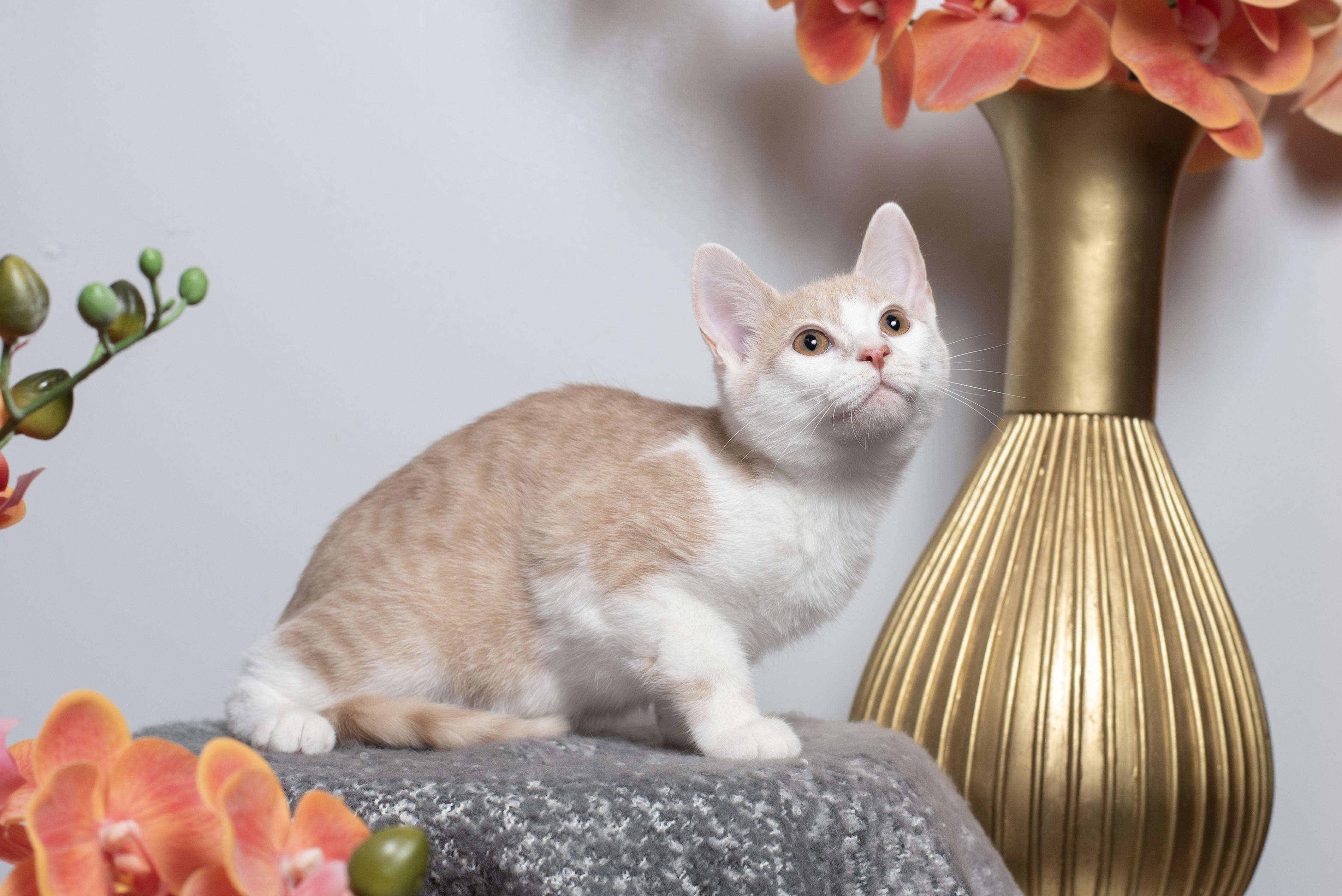 Taffy, Adoptable, Kitten Female Domestic Short Hair.