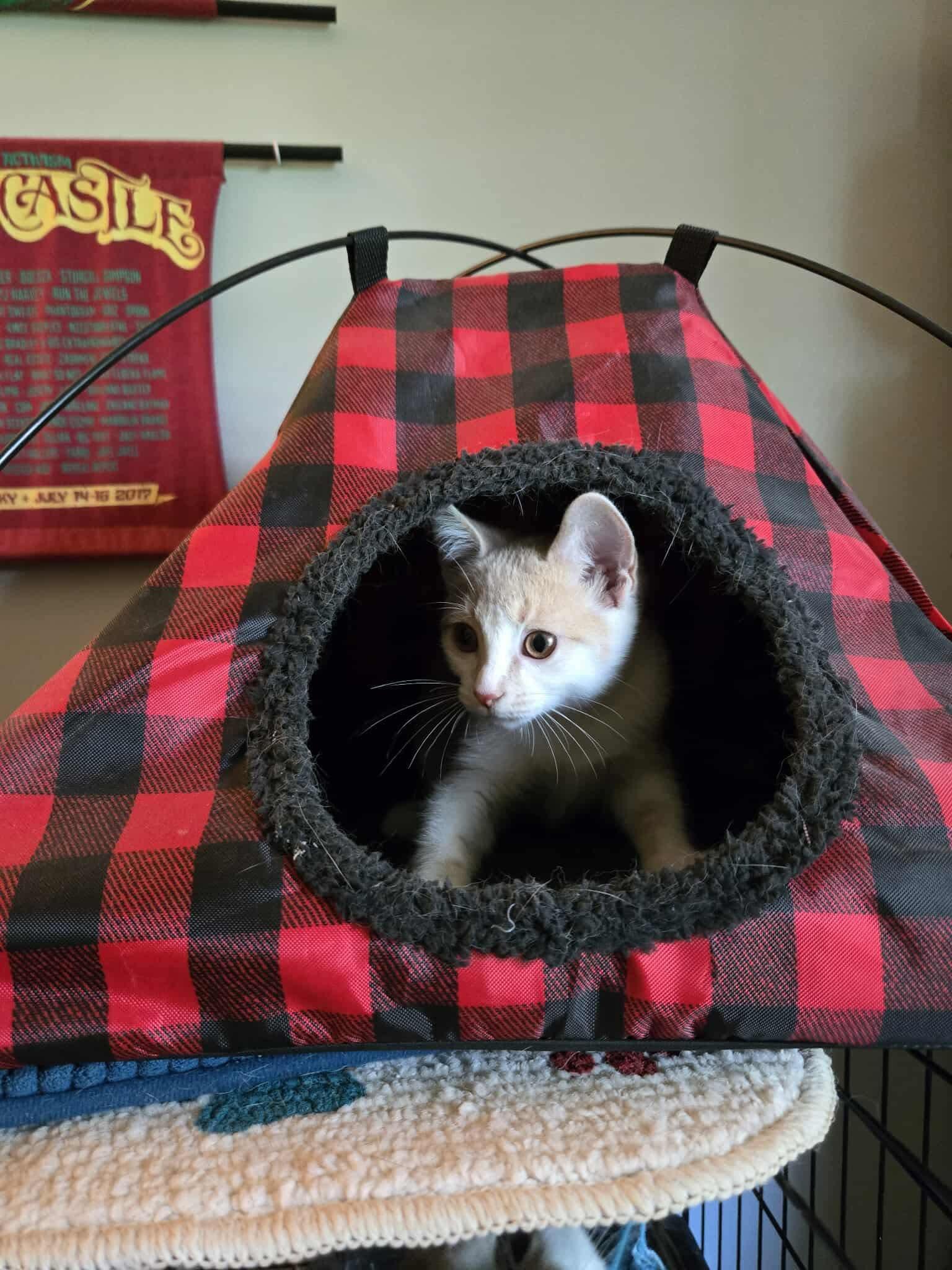 Taffy, a Adoptable Domestic Short Hair in Yorktown, IN image 4/5