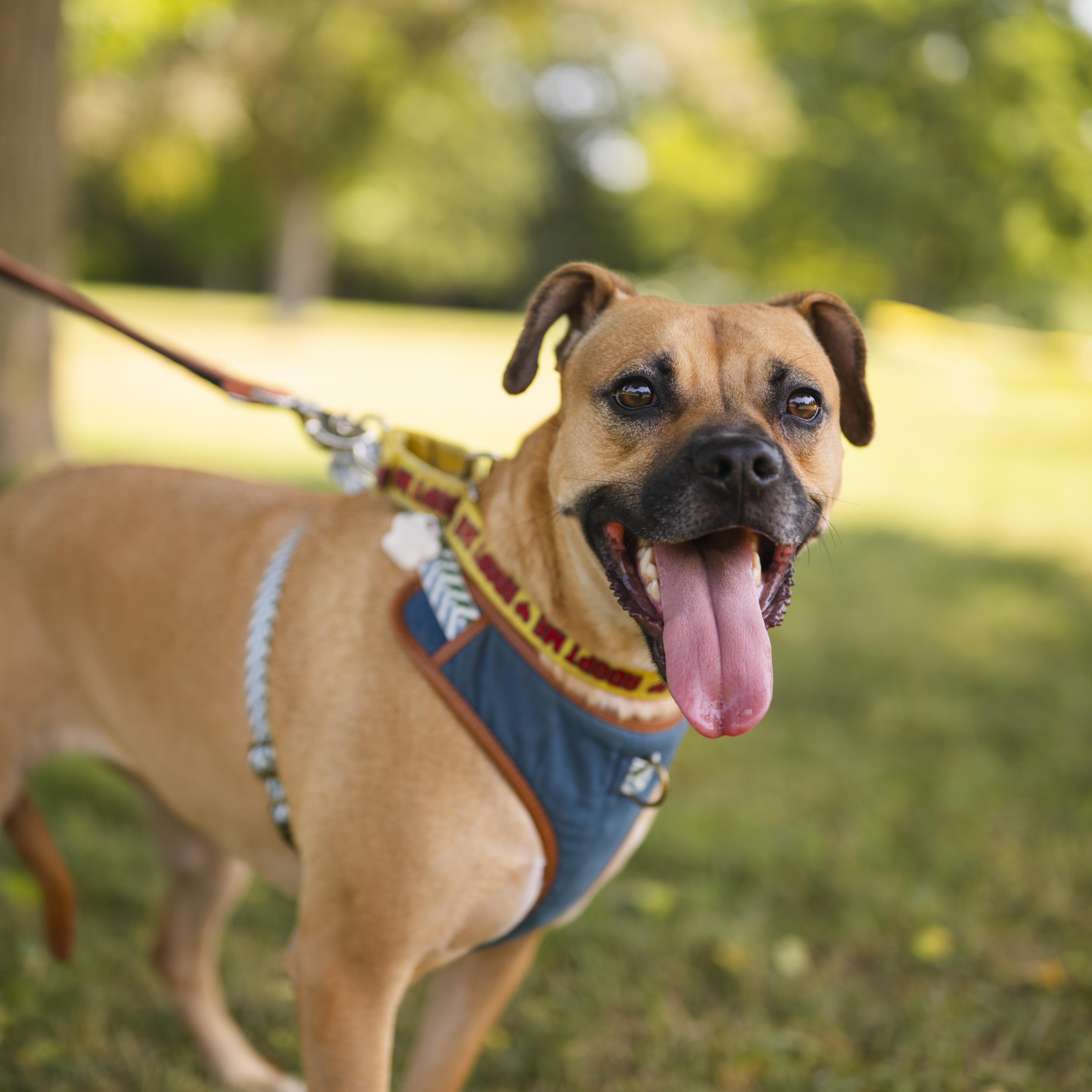 Enlarge Lua, a Adoptable mixed breed in Mississauga, ON image 2/6