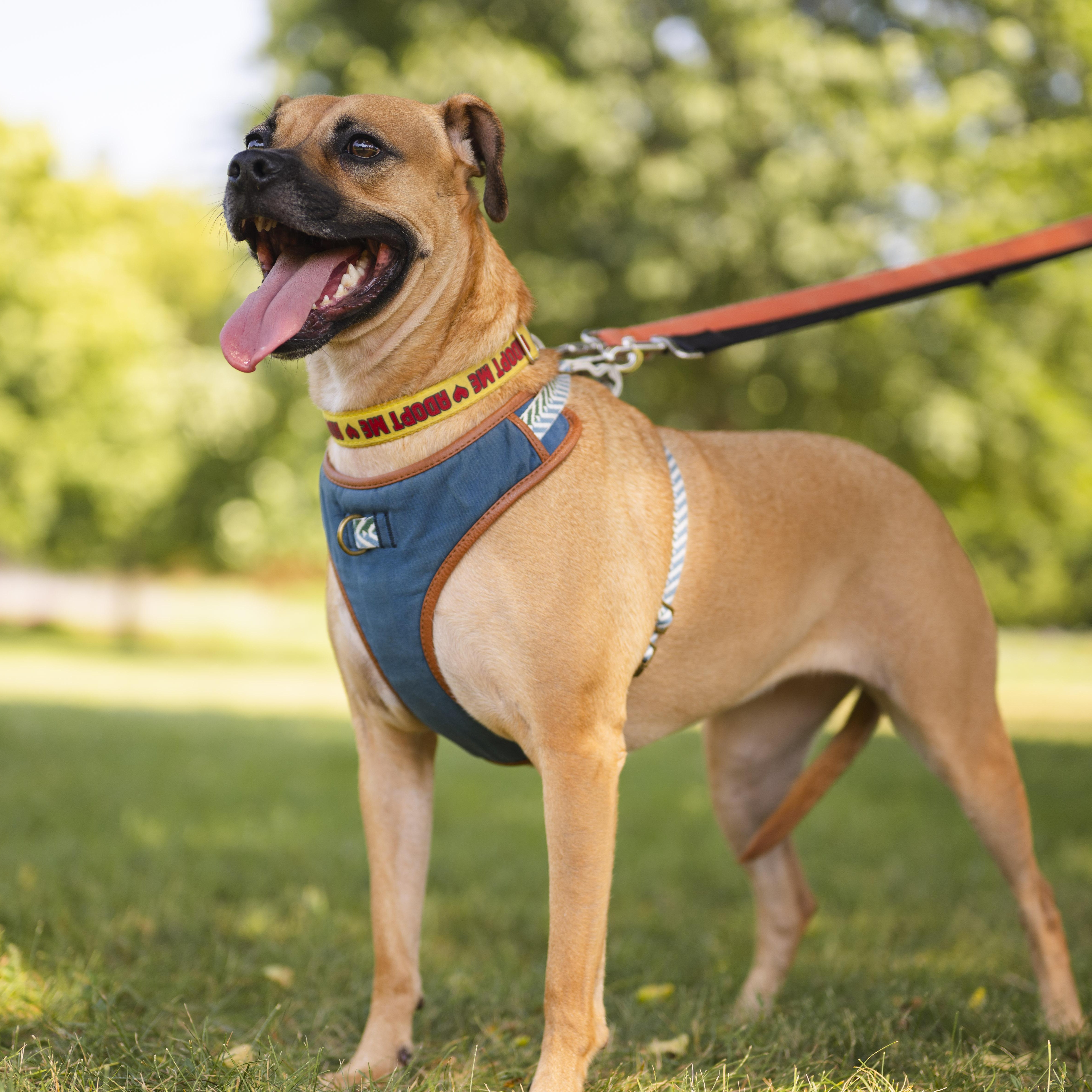 Enlarge Lua, a Adoptable mixed breed in Mississauga, ON image 4/6